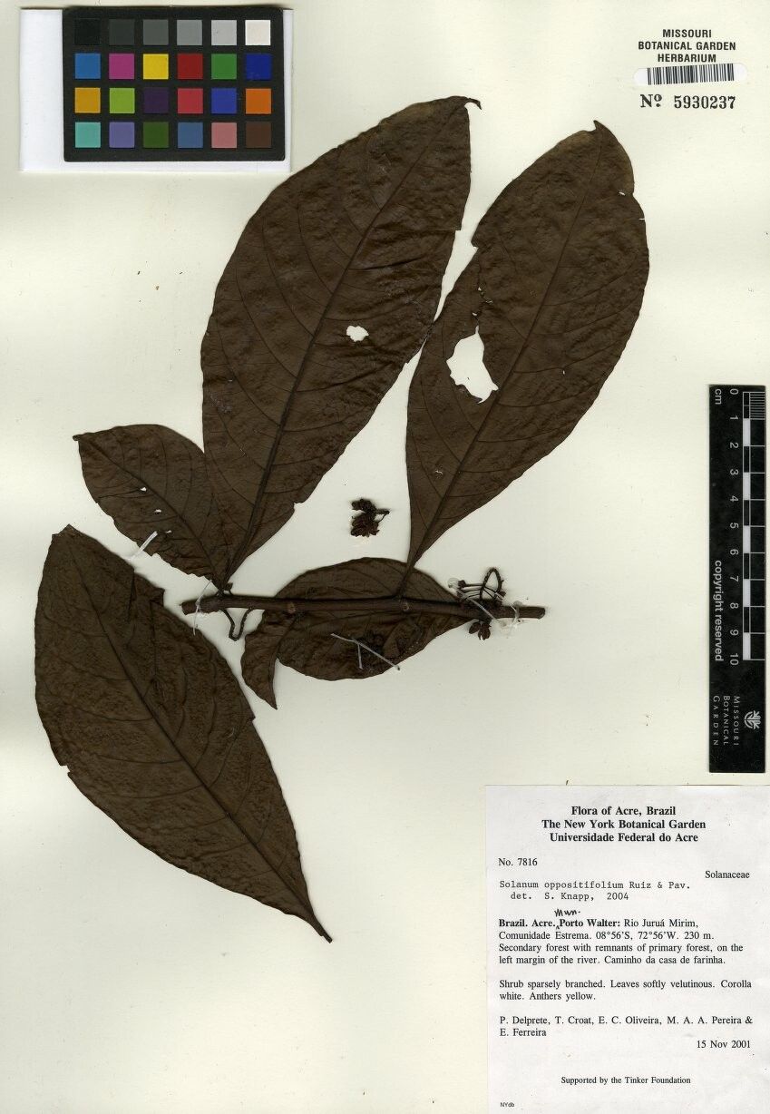 Solanum oppositifolium other