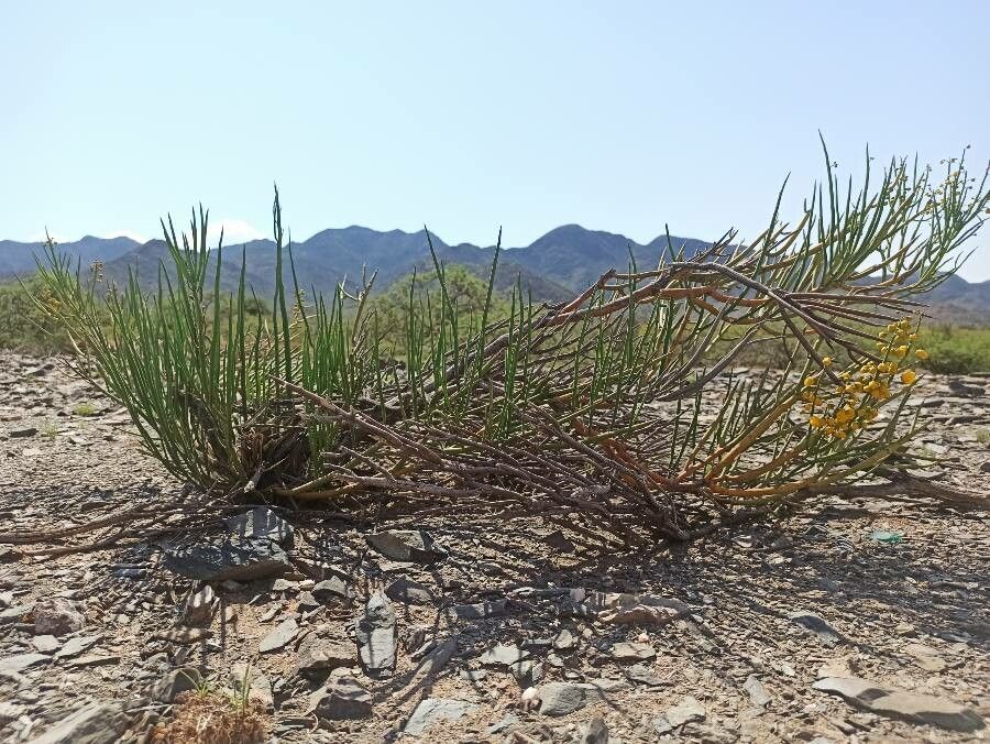 Lepidospartum squamatum — related species from the same genus