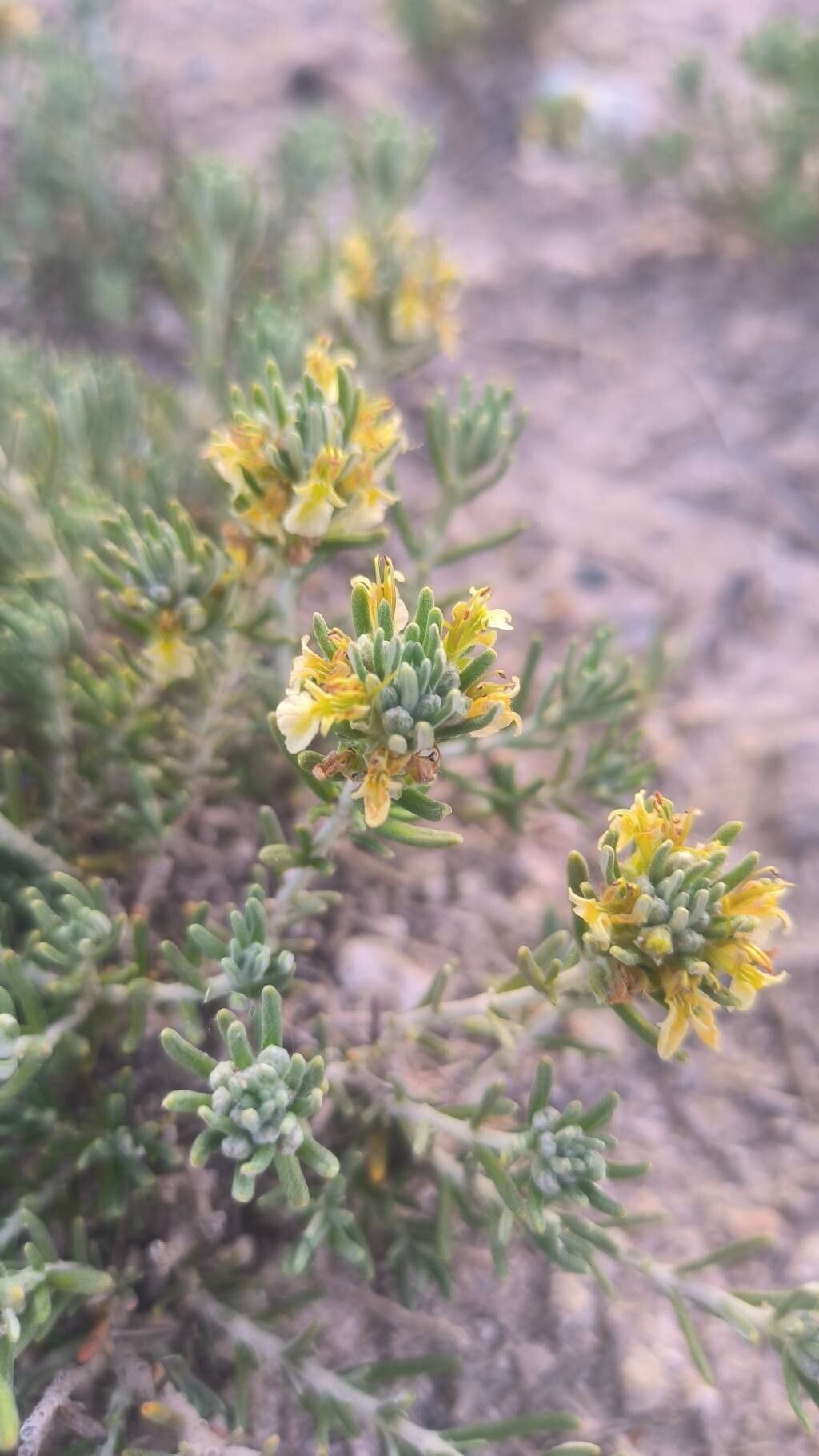 Teucrium balthazaris flower