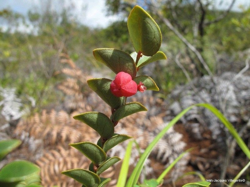 Phyllanthus tixieri — houseplant care guide