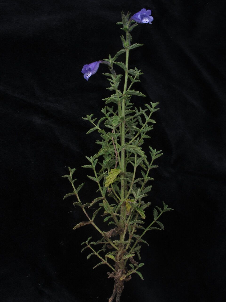 Nepeta staintonii habit