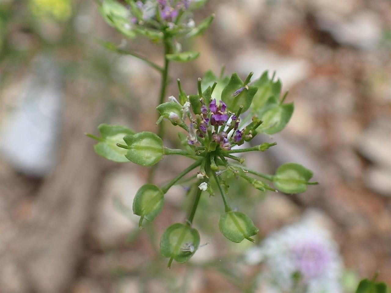 Iberis pinnata fruit