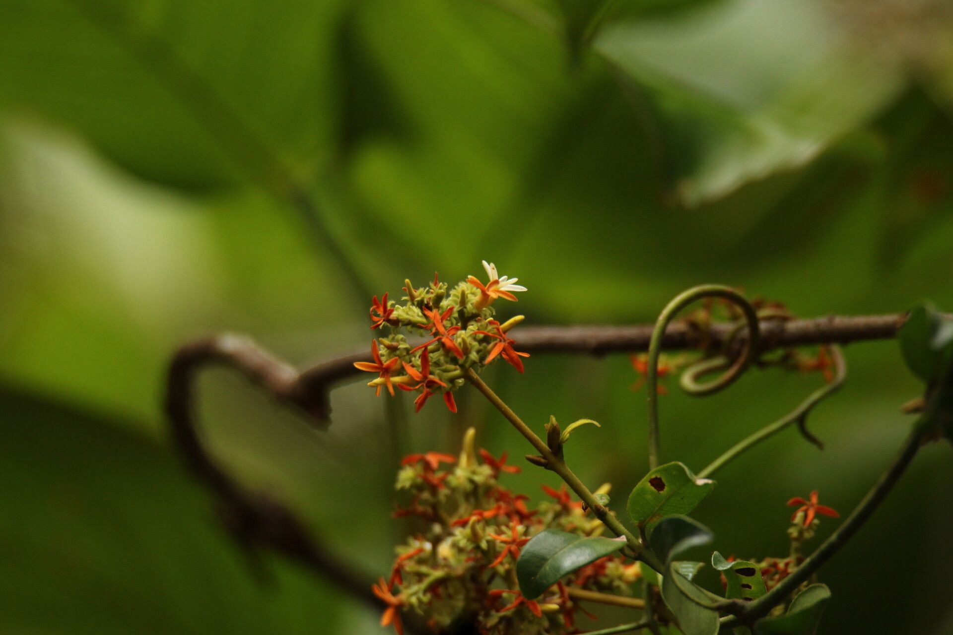Landolphia angustisepala — related species from the same genus