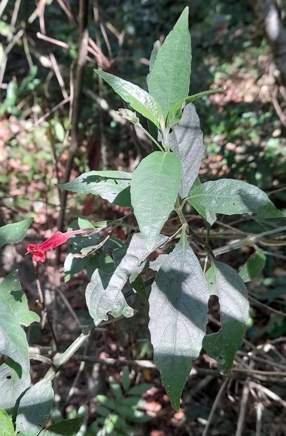 Ruellia angustiflora — related species from the same genus