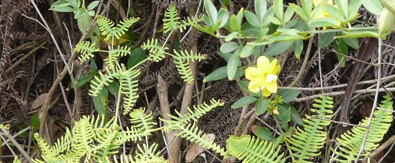 Dicranopteris pectinata leaf