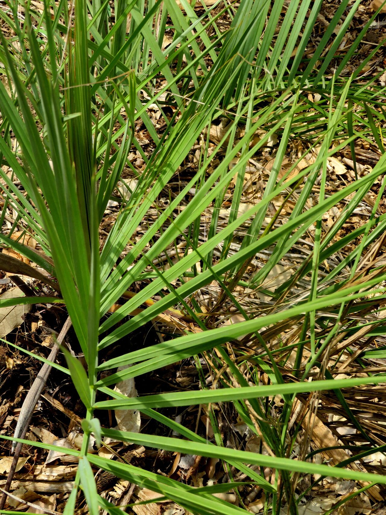 Butia pubispatha — search result for 'Butia'