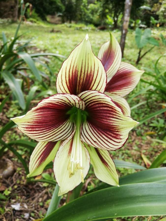 Hippeastrum papilio flower