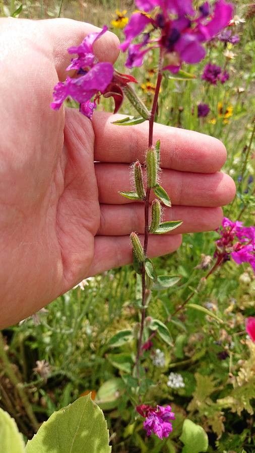 Viscaria vulgaris fruit