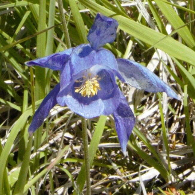 Aquilegia reuteri flower