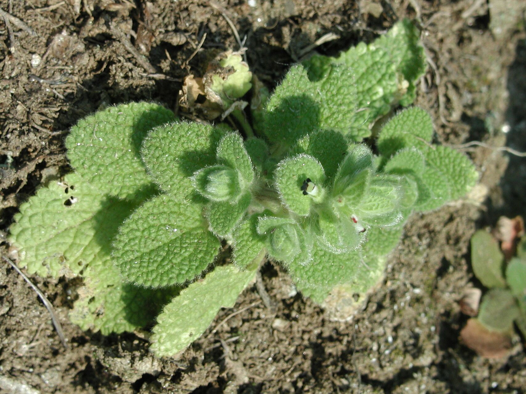 Sideritis lanata leaf