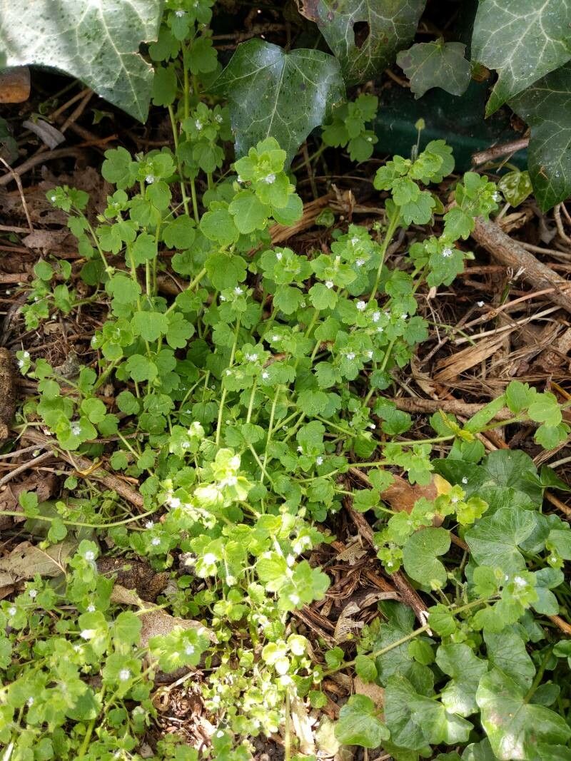 Veronica sublobata habit