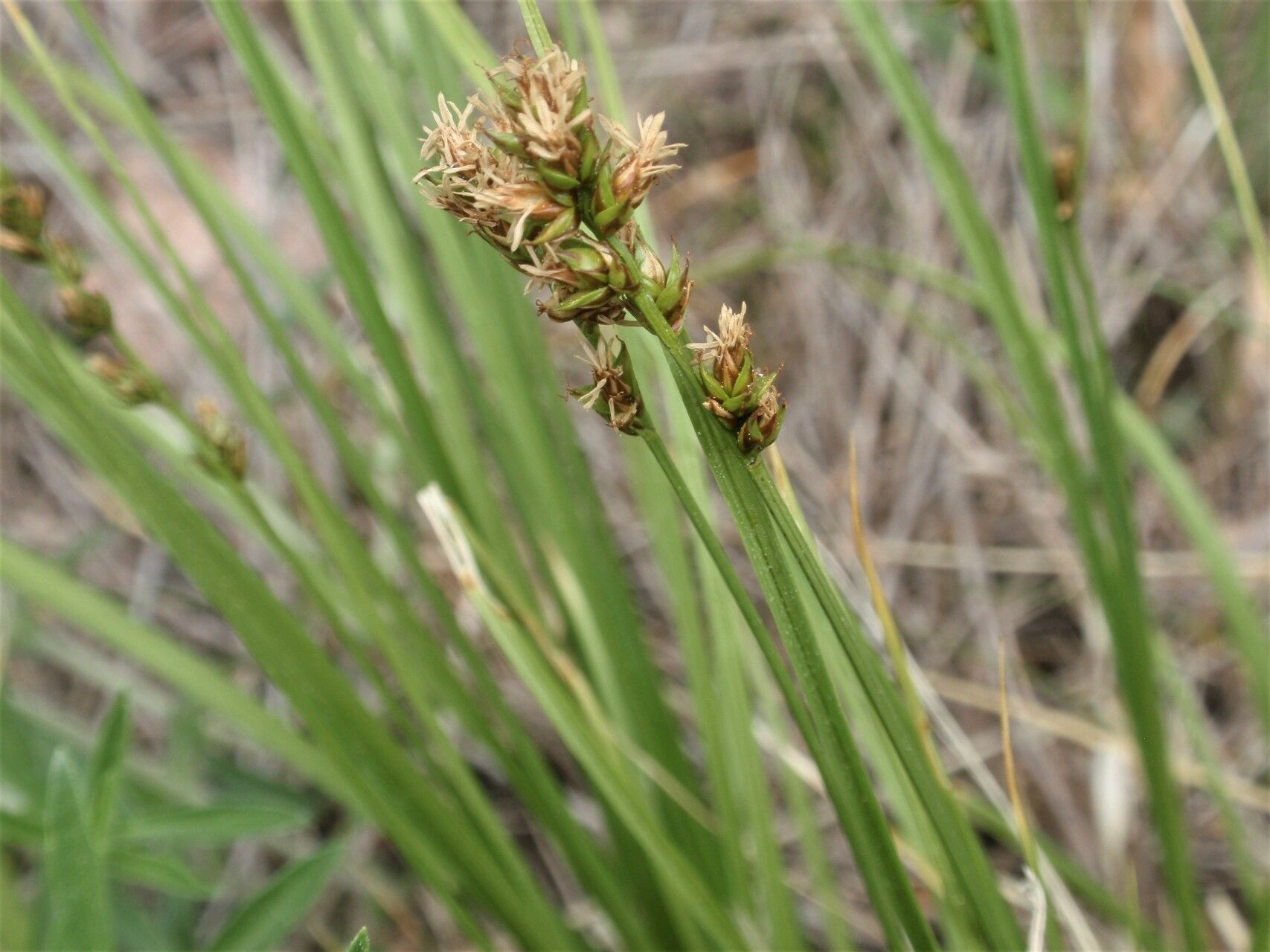 Carex diandra flower