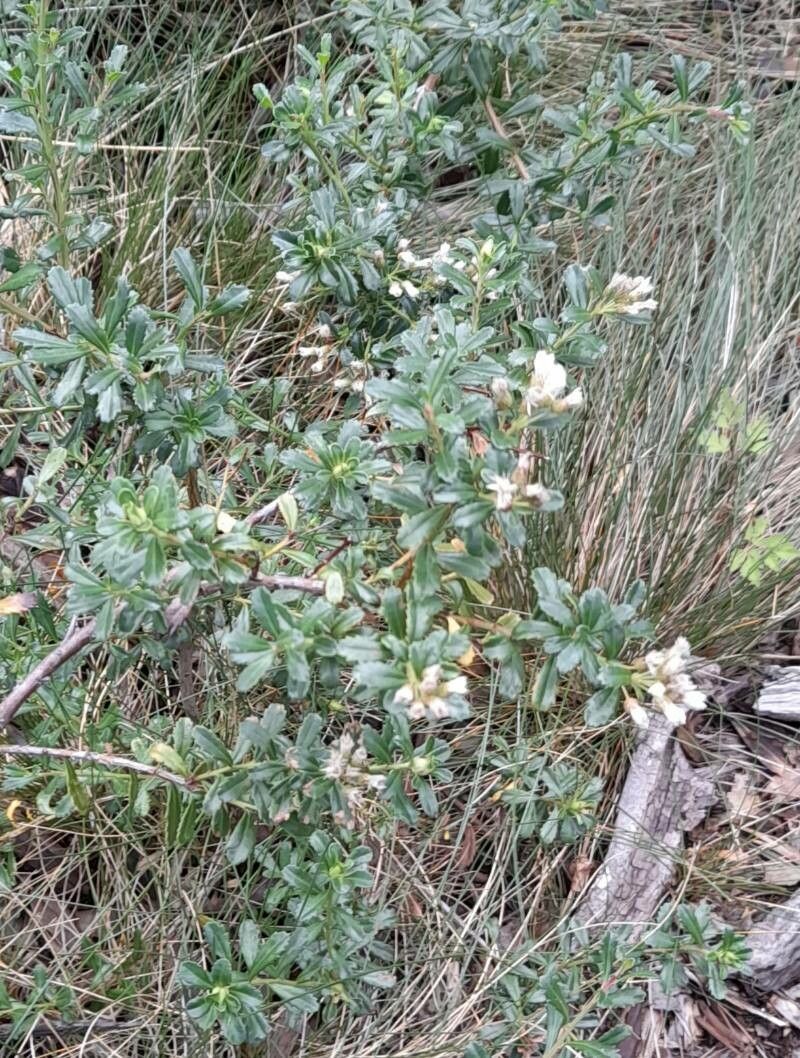 Baccharis neaei habit