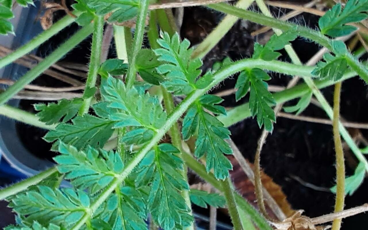 Erodium × anaristatum — search result for 'Erodium'