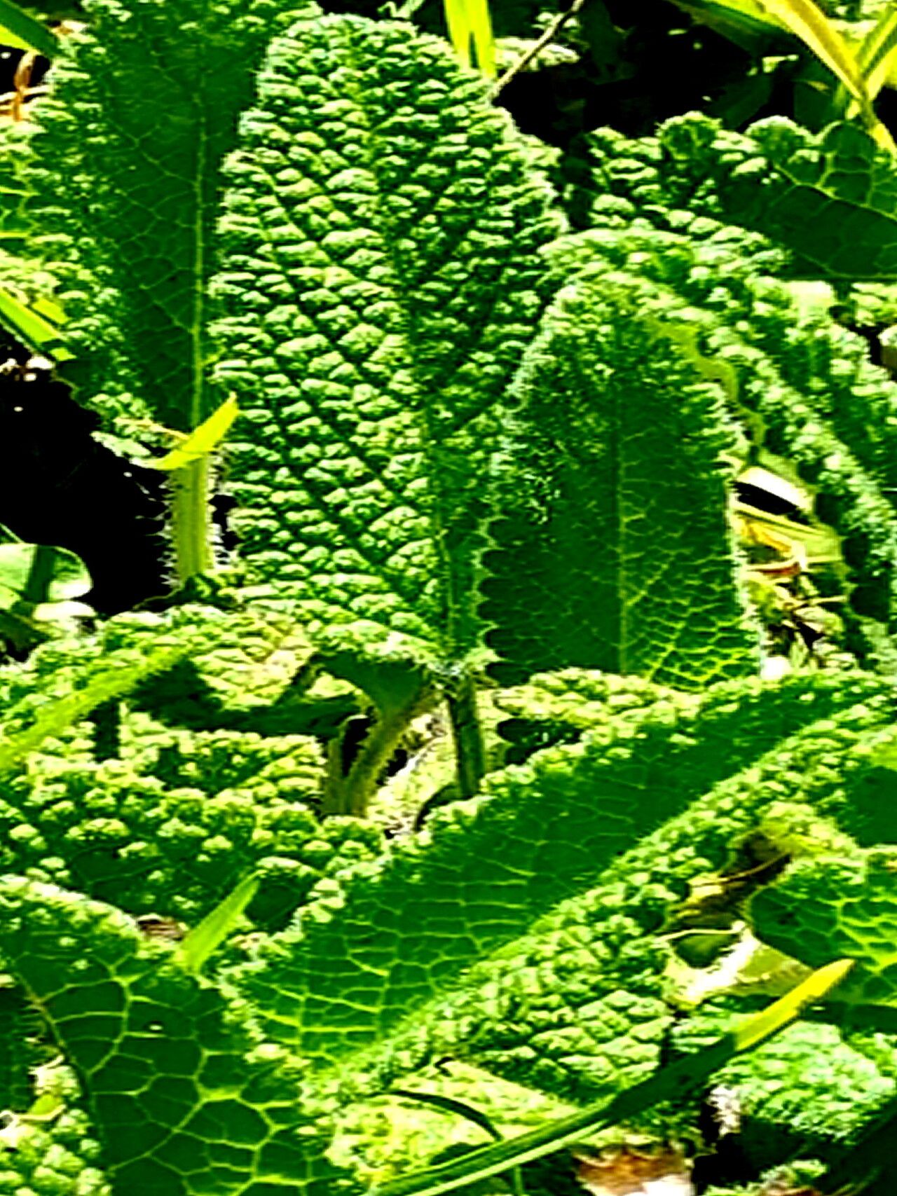 Lepechinia schiedeana — houseplant care guide