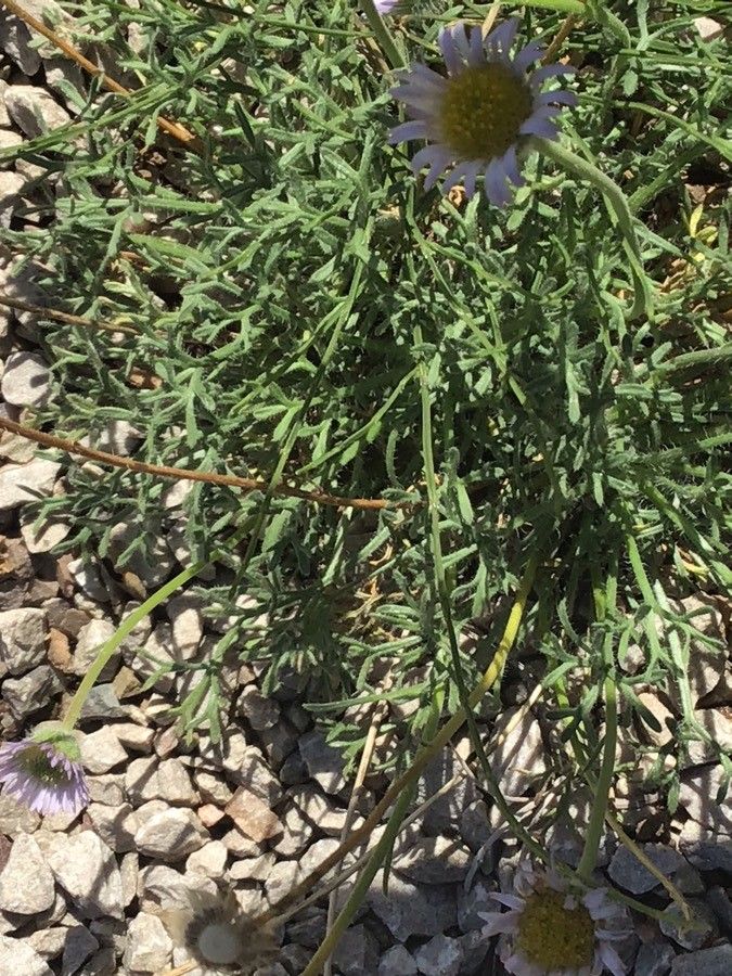 Erigeron compactus — search result for 'Erigeron'