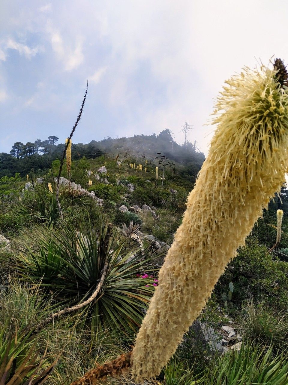 Agave bracteosa flower
