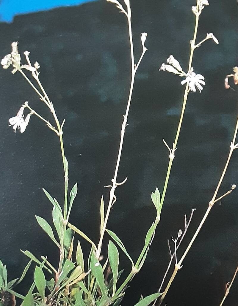 Silene berthelotiana habit