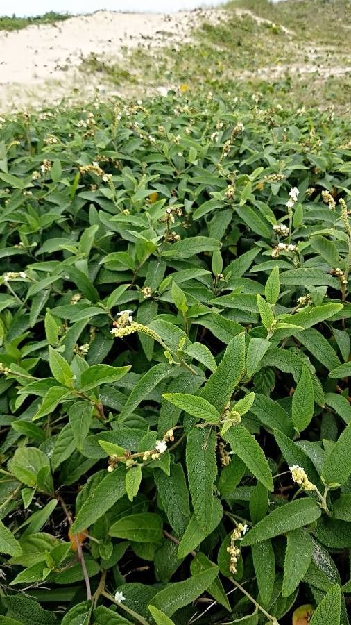 Cordia curassavica leaf