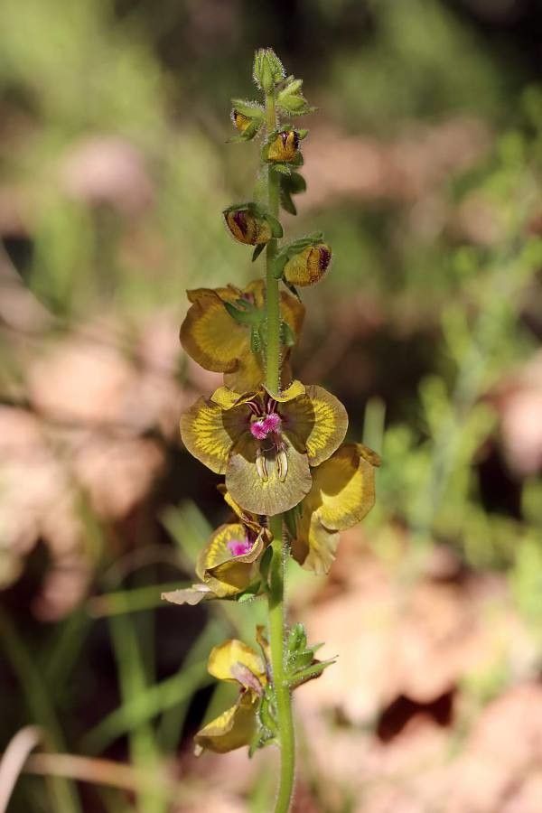 Verbascum bugulifolium other