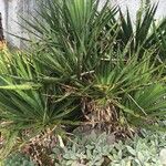 Yucca rupicola