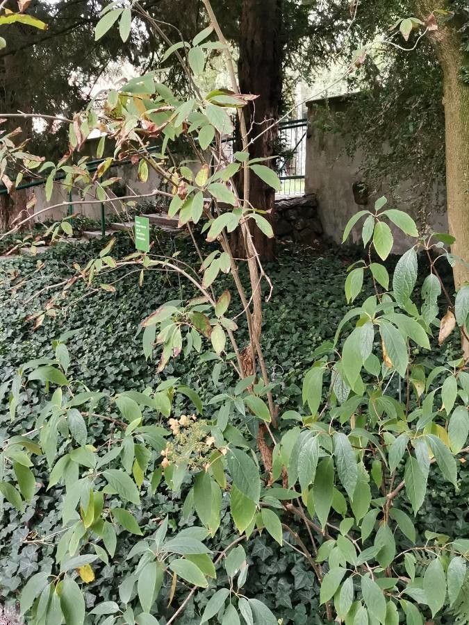 Hydrangea heteromalla habit