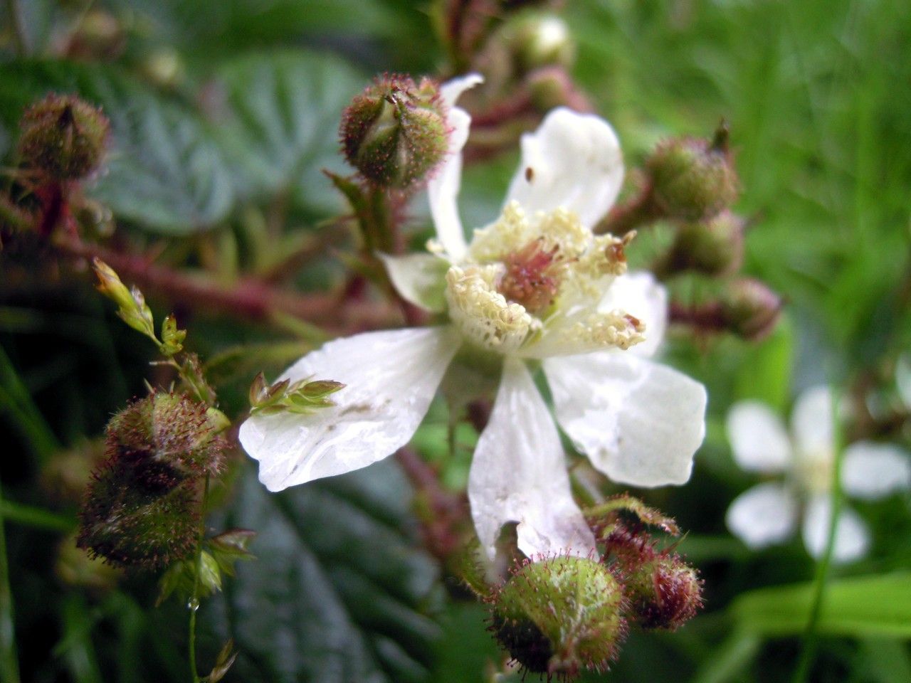 Rubus tamarensis flower