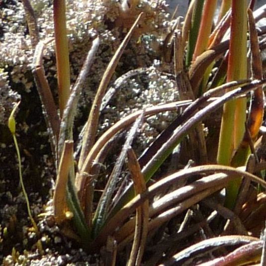 Luzula vulcanica — houseplant care guide