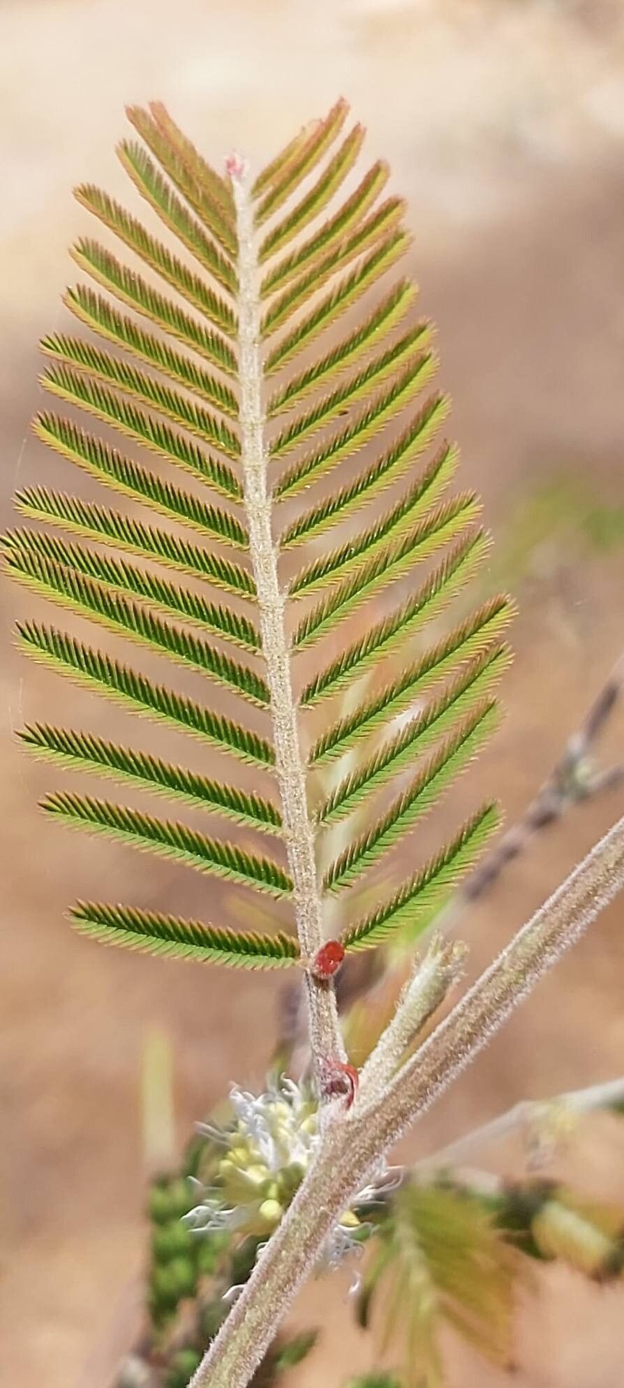 Dichrostachys akataensis — related species from the same genus