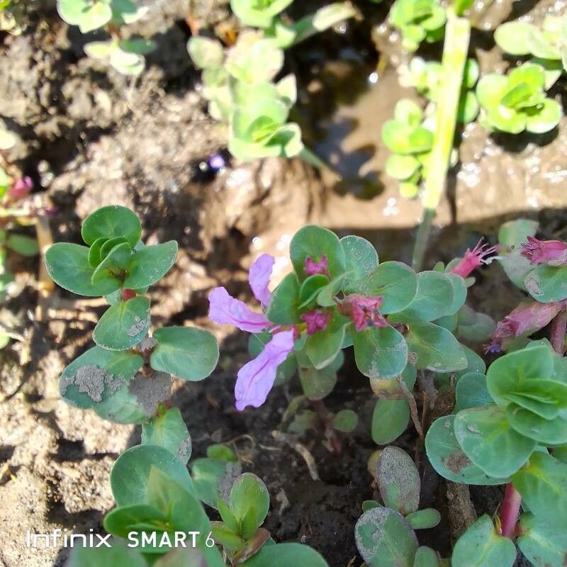 Lythrum rotundifolium flower