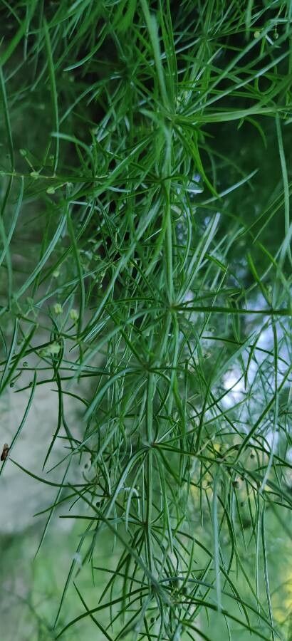 Asparagus cochinchinensis leaf