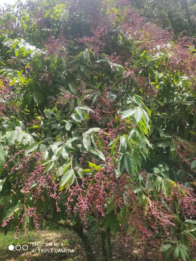 Ouratea castaneifolia habit