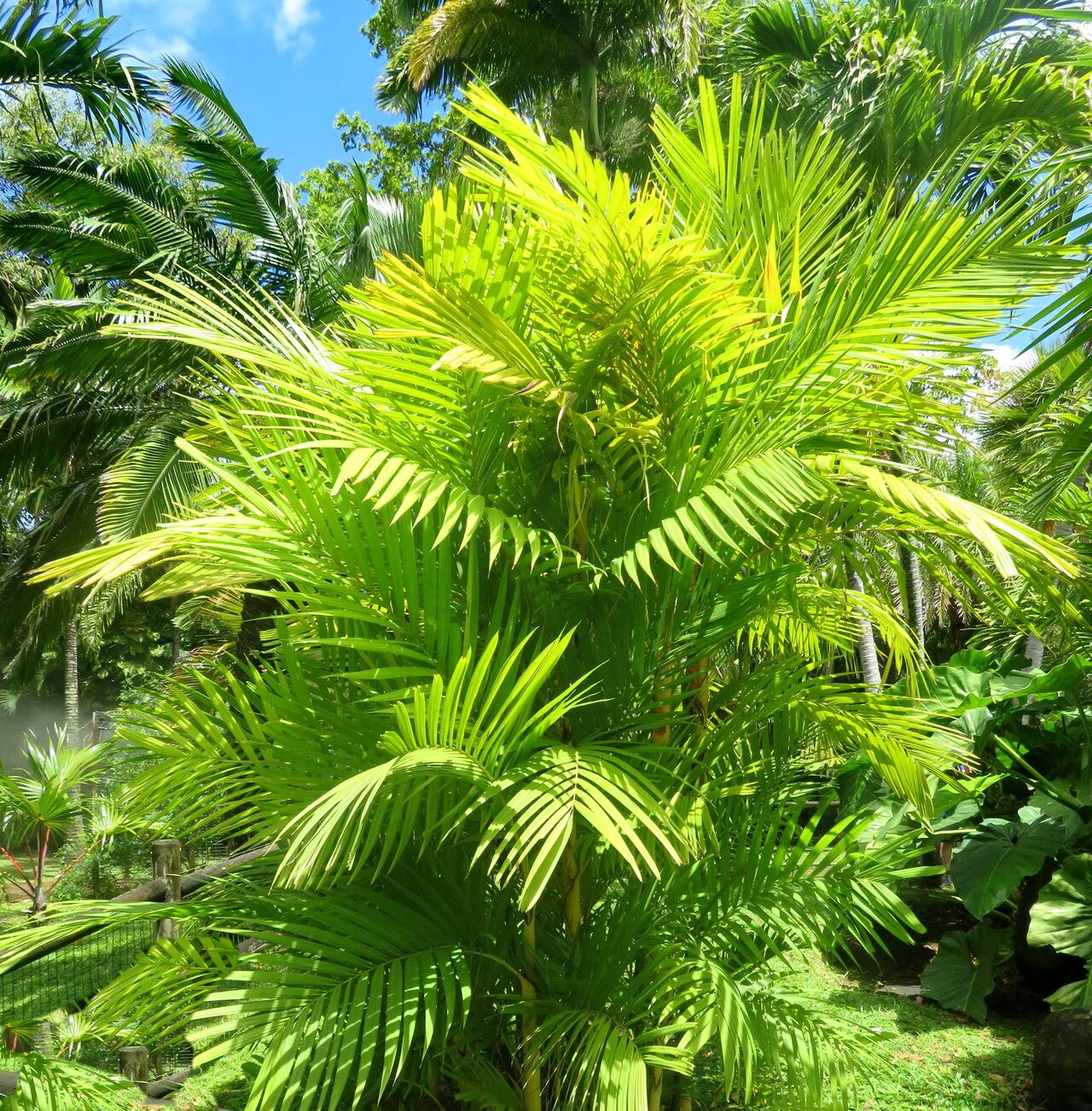 Pinanga coronata habit