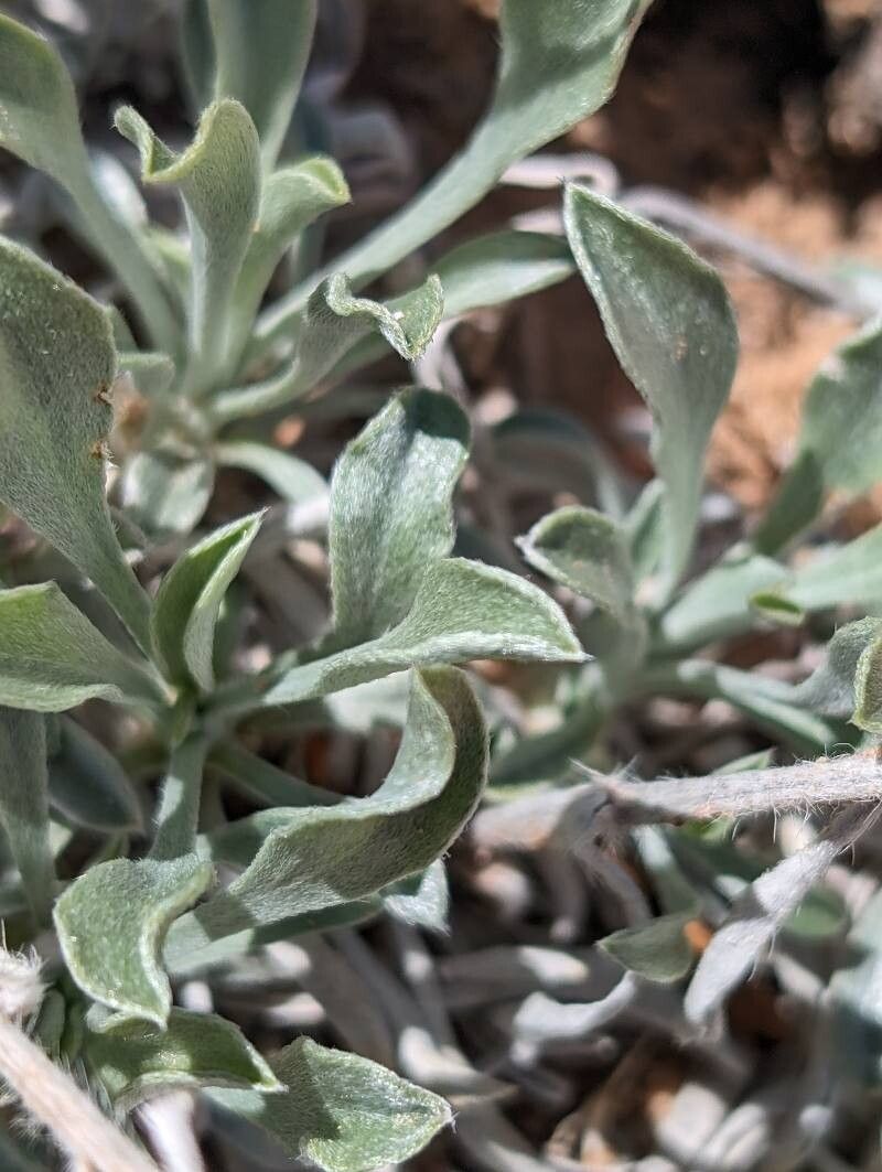 Oreocarya humilis leaf