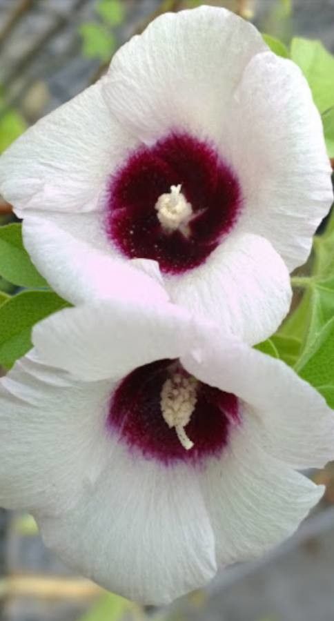 Gossypium anomalum — related species from the same genus