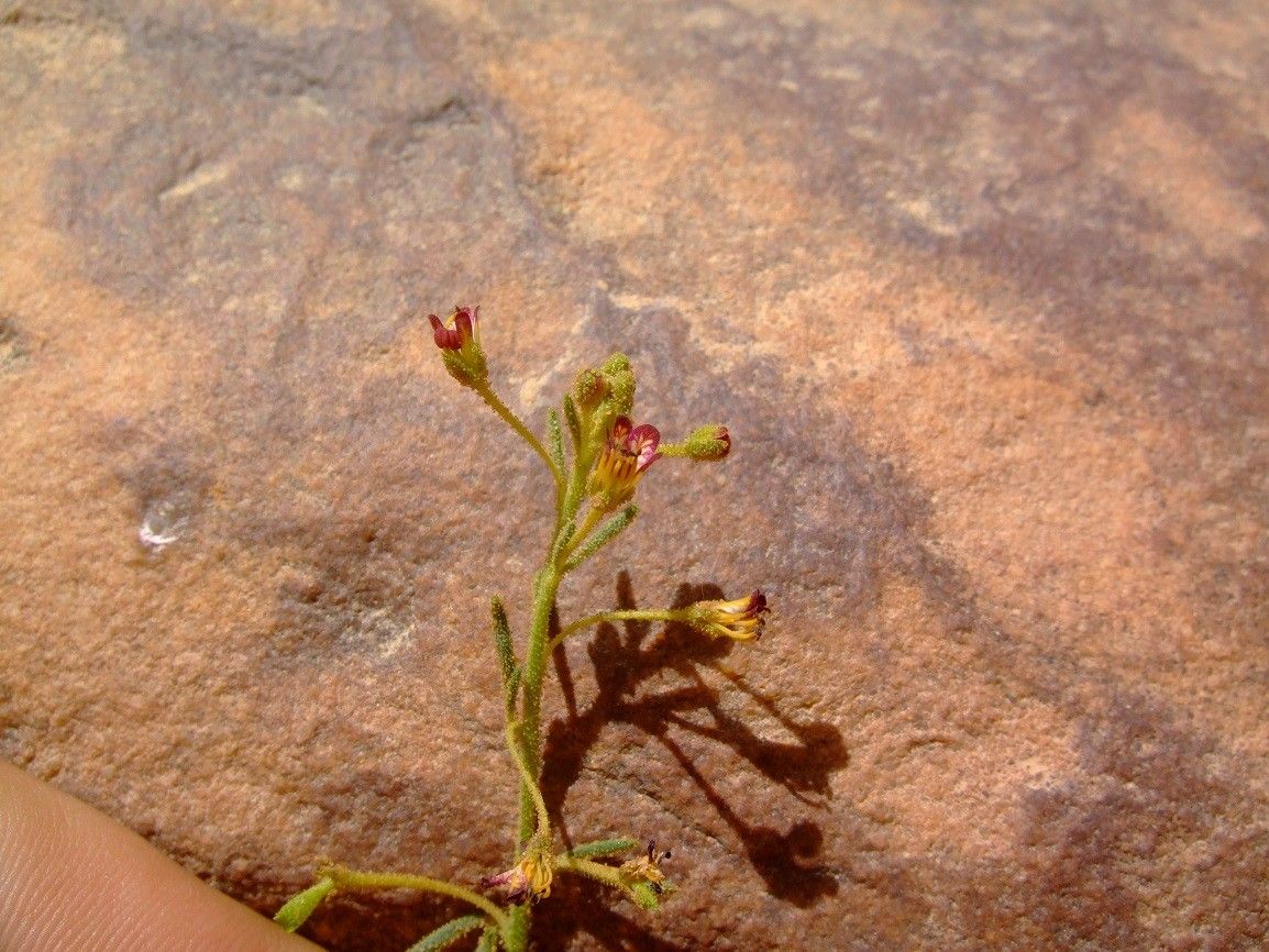 Cleome africana — related species from the same genus