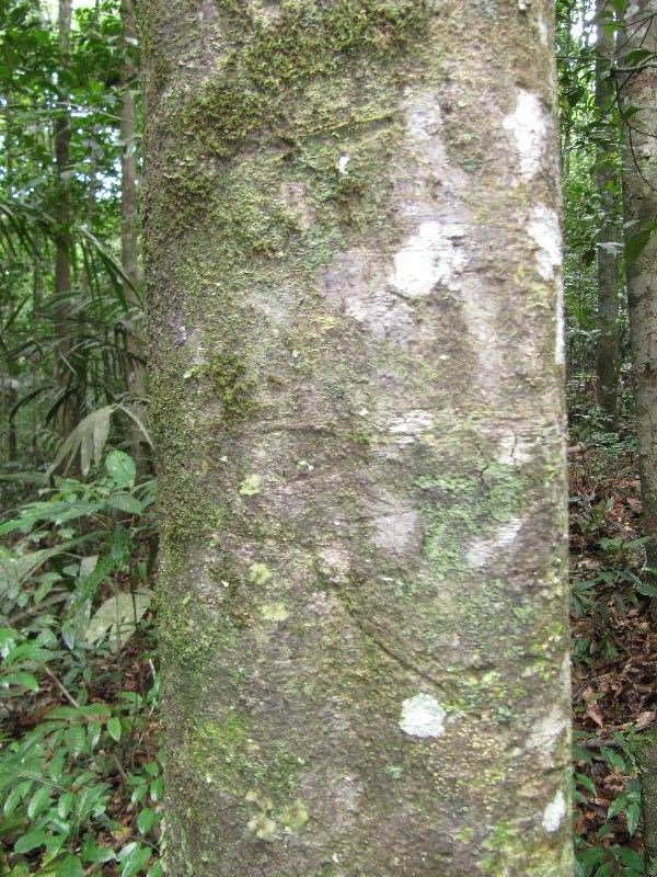 Quiina integrifolia bark