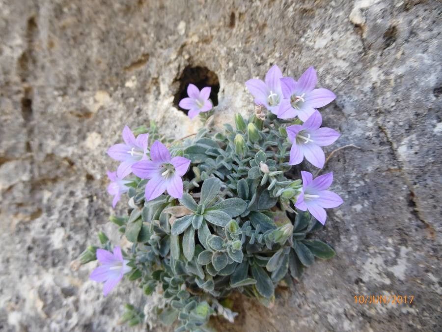 Campanula mollis flower