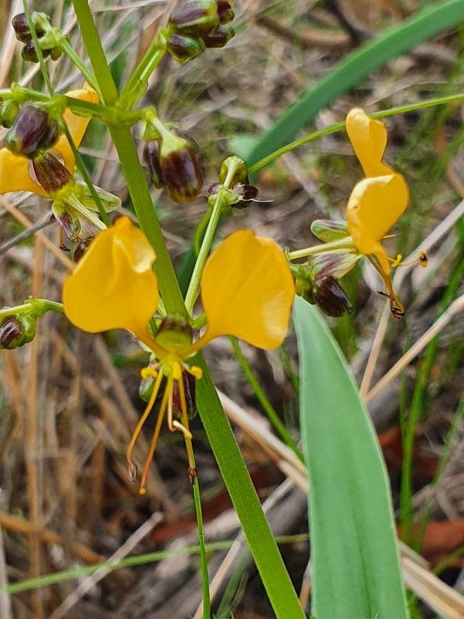 Aneilema johnstonii flower
