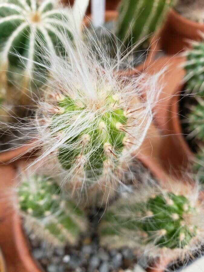 Oreocereus doelzianus other