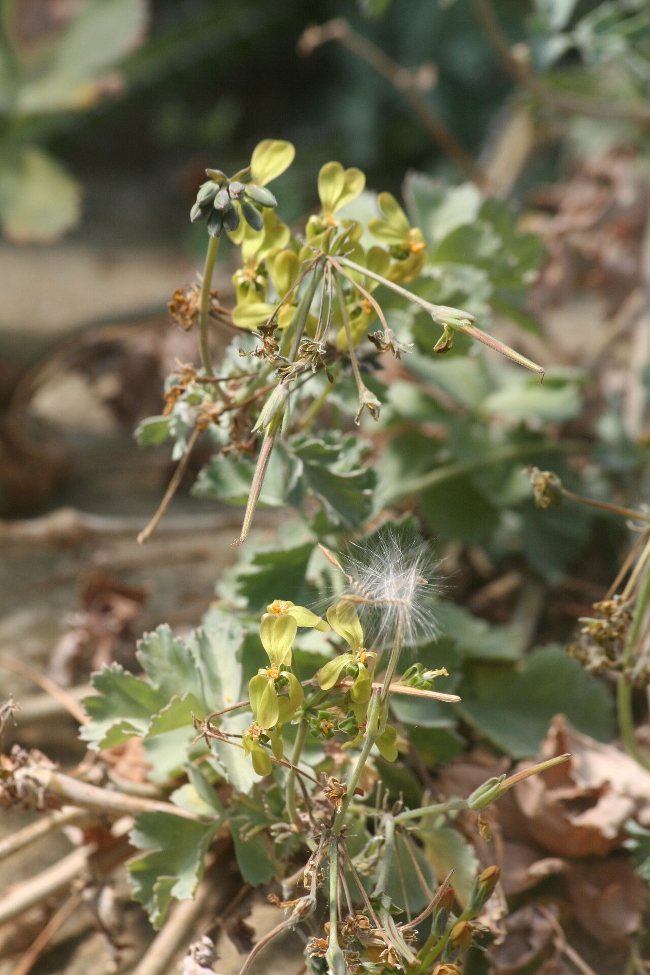Pelargonium gibbosum flower