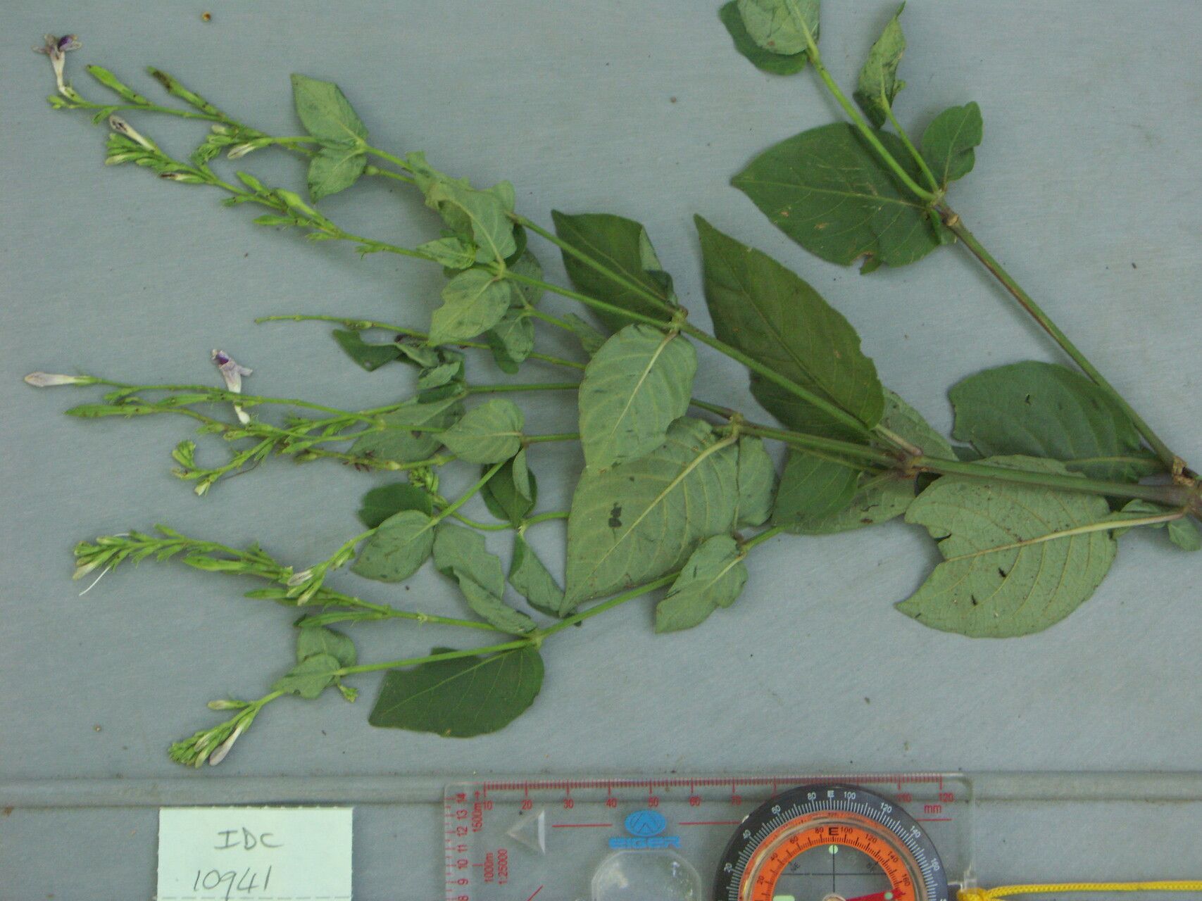 Asystasia nemorum — search result for 'Asystasia'