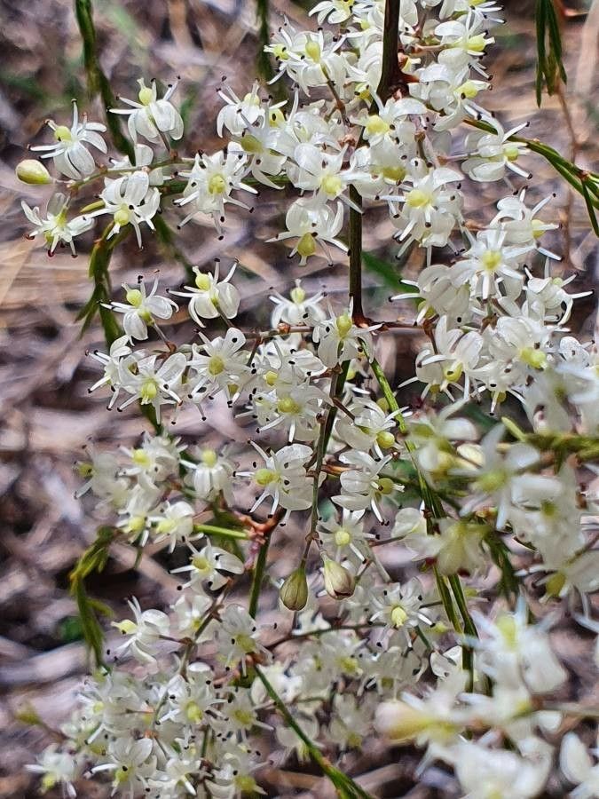 Asparagus racemosus flower