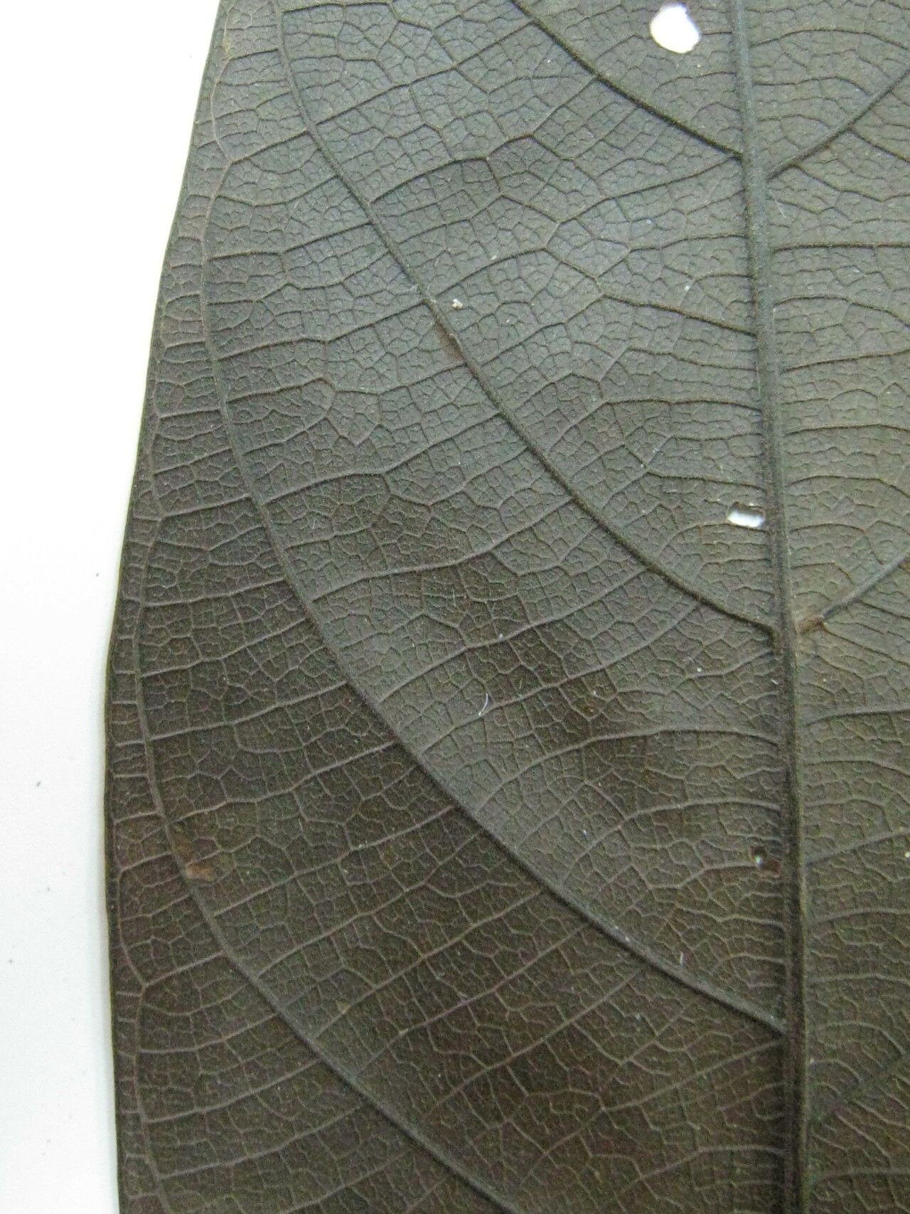 Rhodostemonodaphne kunthiana other