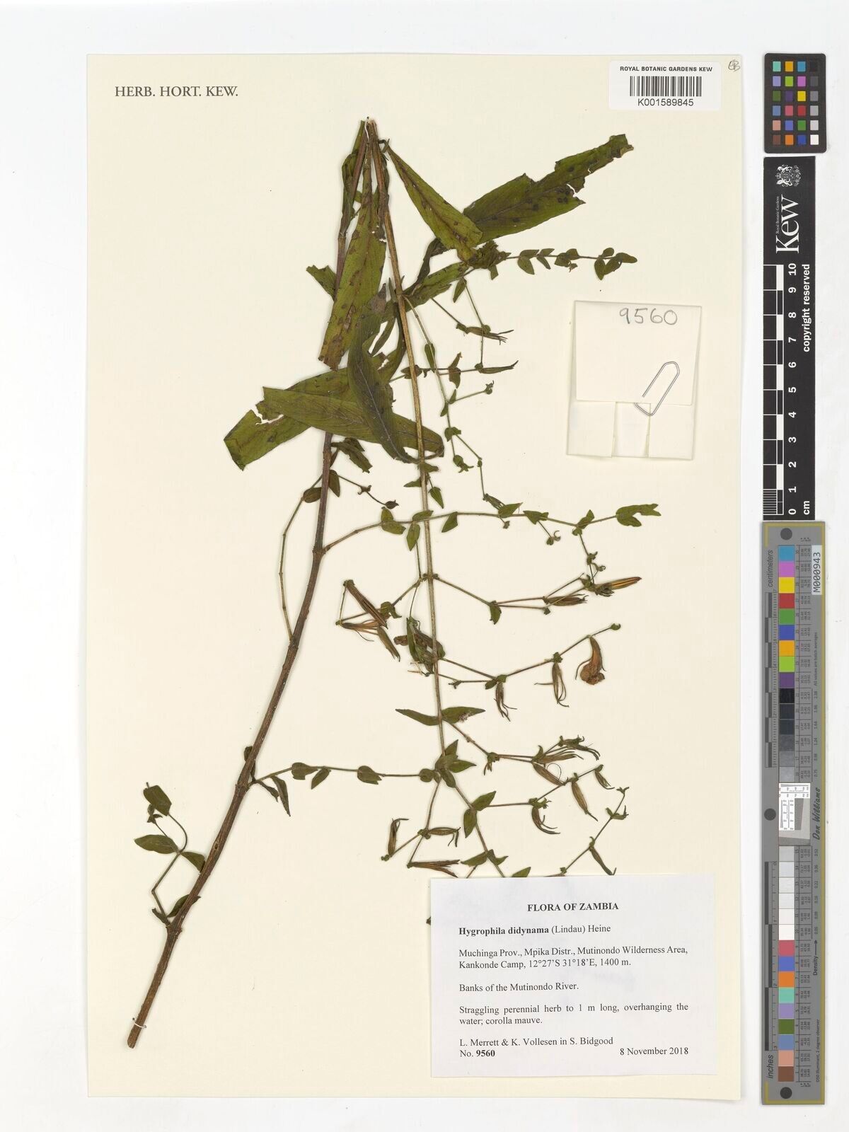 Hygrophila didynama — search result for 'Hygrophila'