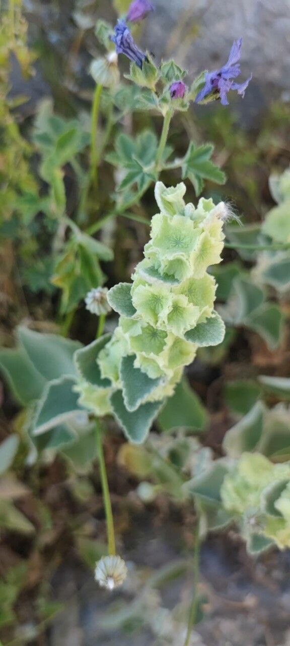 Ballota acetabulosa flower