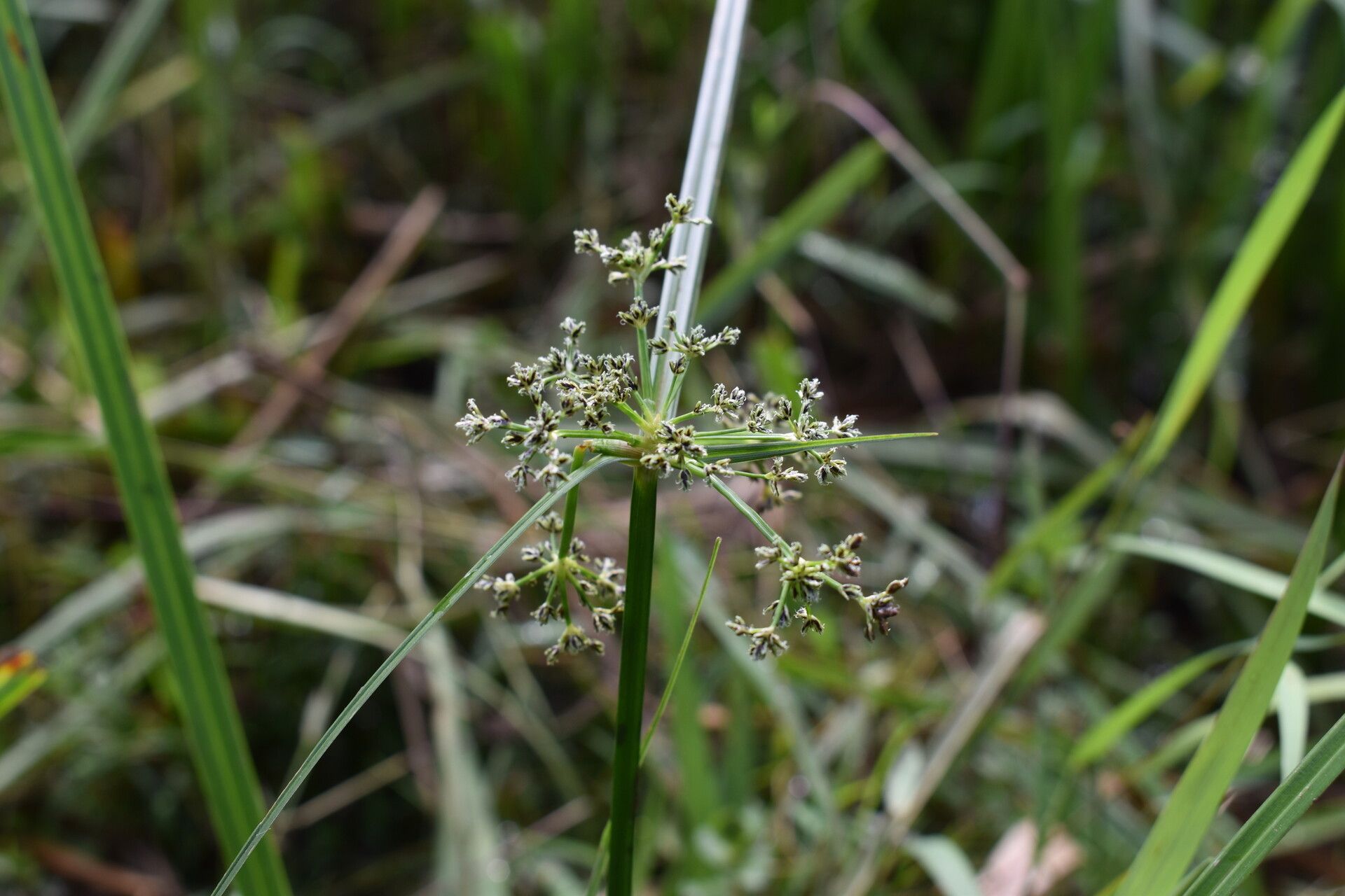 Cyperus buchholzii — houseplant care guide