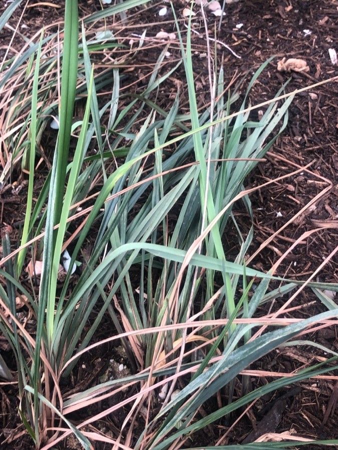 Dianella revoluta — search result for 'Dianella'