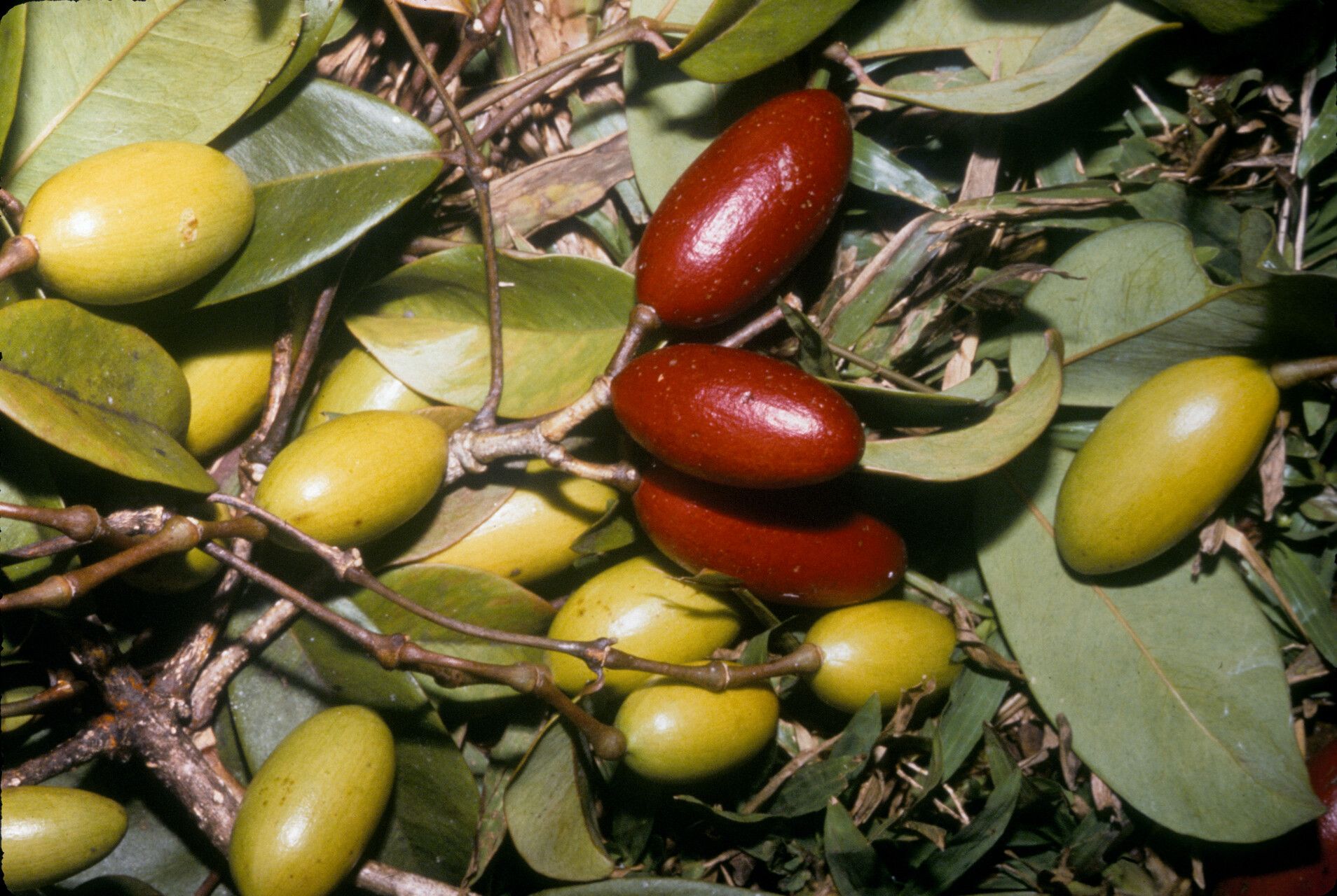 Gnetum paniculatum — houseplant care guide