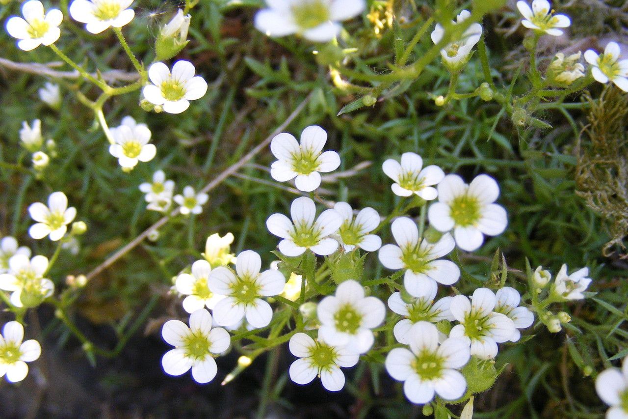 Saxifraga prostii habit